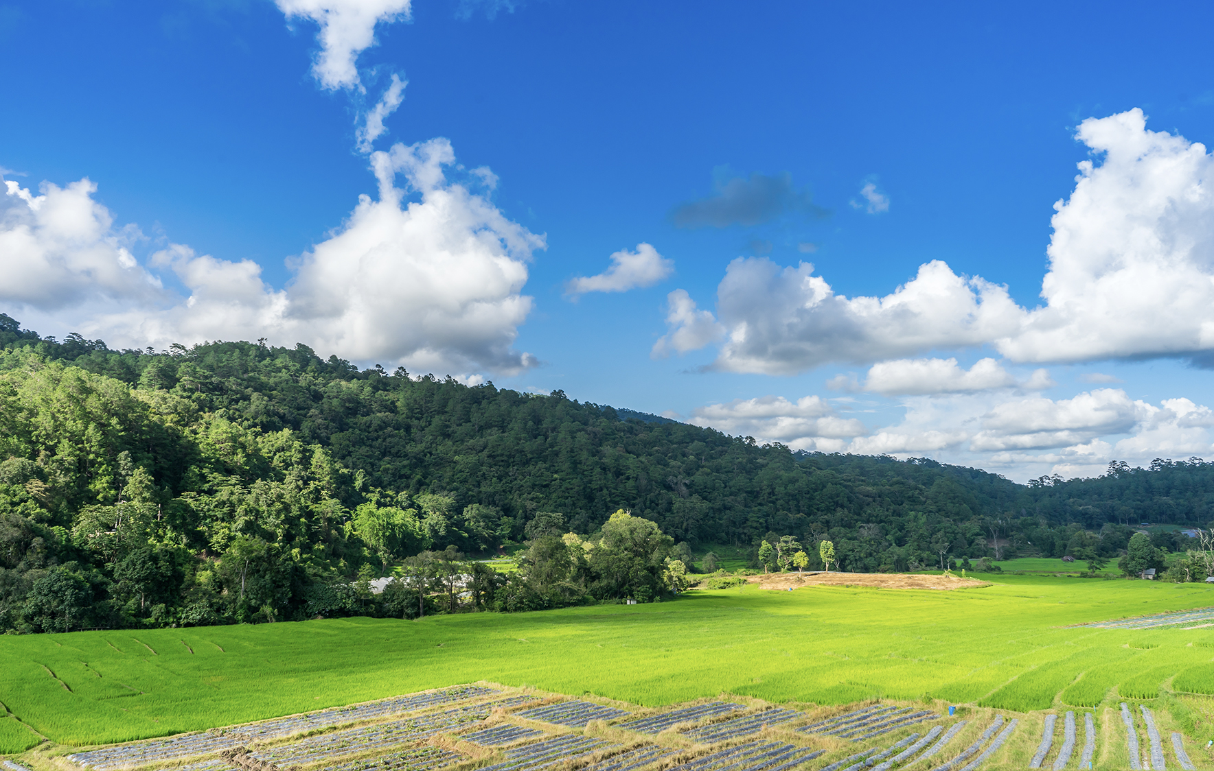 Campo de pasto de vacas en galicia