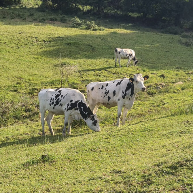 Vacas leche cruda para quesos